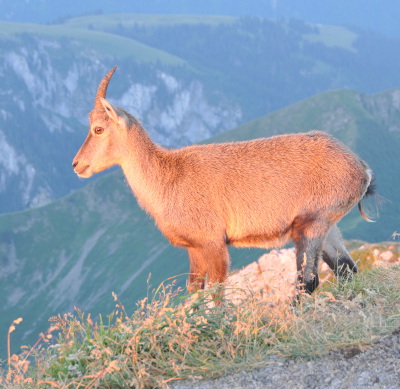 Female Ibex